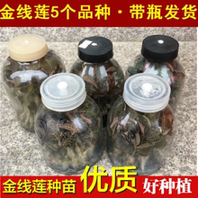 福建金线莲种苗 盆栽 金线莲种植母苗 驯化苗 组培苗石斛苗