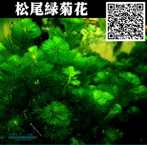 【水草世界】绿菊花水草 鱼缸造景套餐 活体水草 全国包活