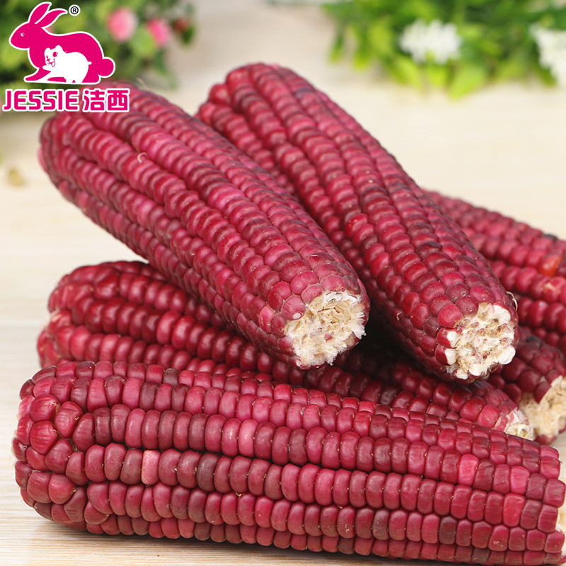 jessie仓鼠松鼠磨牙棒