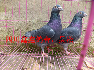 种鸽 鸽子 信鸽 高级吴淞子代预定 赛鸽 幼鸽