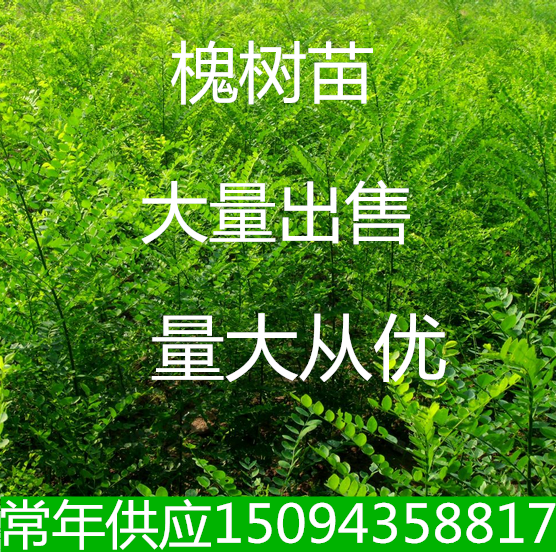 庭院工程绿化苗国槐行道树国槐树