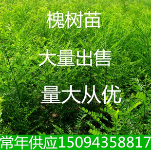庭院工程绿化苗国槐行道树国槐树苗国槐小苗槐树苗黄金槐垂槐