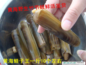连云港海鲜特产 黄海鲜活野生竹节蛏大竹节蛏子蛏子王1斤10个左右