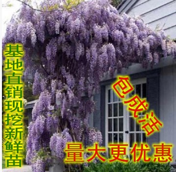 出售紫藤爬藤植物紫藤花苗 观花植物 庭院植物 美观