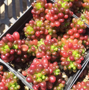 红浆果多肉植物办公室迷你组合多肉盆栽绿植花盆肉肉新玉坠 钱串