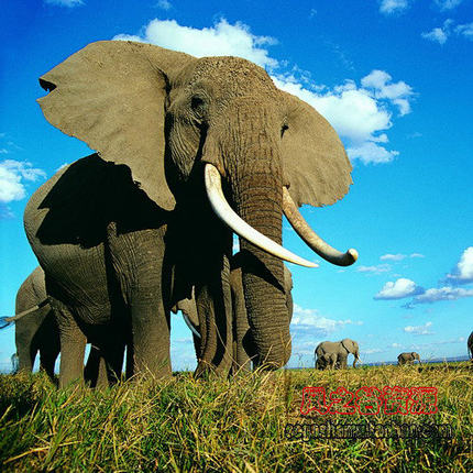 PS设计素材 摄影图库 自然野生动物 大象 图片2000*1500 134张
