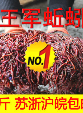 王军蚯蚓江浙沪皖包邮