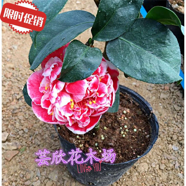 龙火珠茶花 国外引进品种 花卉绿植盆栽 阳台庭院室内植物包邮