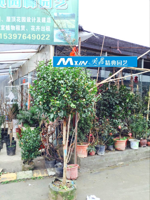 含笑花苗盆栽花卉绿植耐寒笑梅香味持久小叶含笑花园庭院成都销售