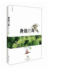 身边的鸟