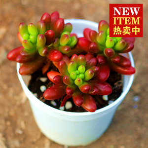 办公室桌面多肉植物 虹之玉 肉肉盆栽绿植迷你盆栽花卉