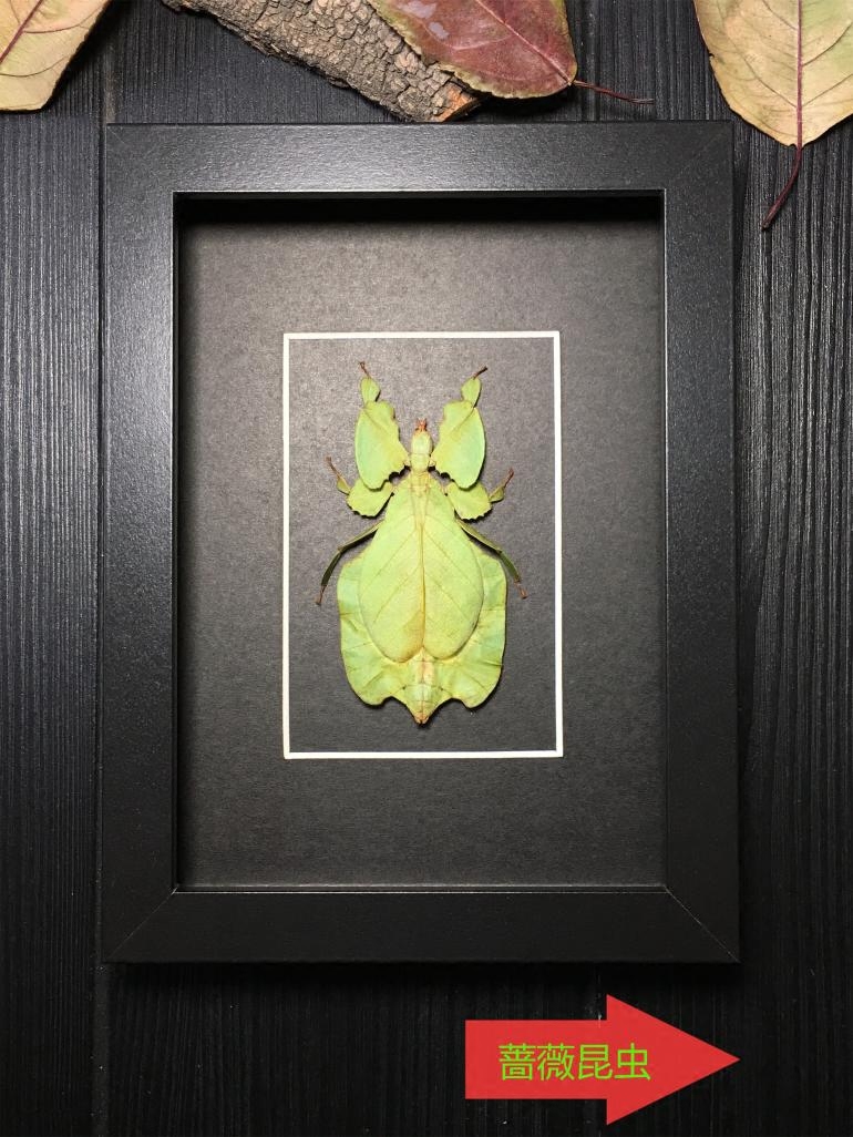 昆虫记·几内亚原始雨林惊叹的拟态树叶虫·6887*****