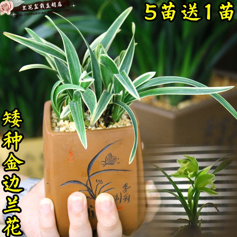 Boutique Phnom Penh orchid Small flower potted plant Cymbidium orchid Seasons Crown of big fruit Summer with budin the Flower delivery/Flowers simulation/Plants gardening , Flowers/Potted plants (New) , Flowers  category - from Buy2taobao.com to provide professional Taobao agent buy service