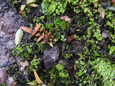 岩笋多肉植物新鲜山竹笋盆景现挖办公室绿化植物绿植地衣微景观美