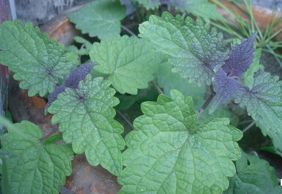 中草药藿香 别名土霍香,排香草,大叶薄荷 干品新货