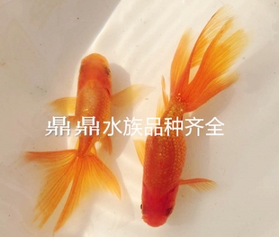 观赏鱼活体金鱼红丹凤金鱼精品金鱼丹凤种鱼蛋鱼冷水鱼风水鱼包活