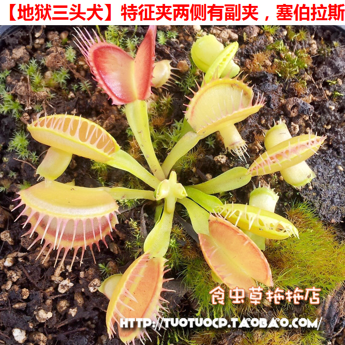 食虫植物 三头犬捕蝇草  特色高端 捕蝇草Cerberus