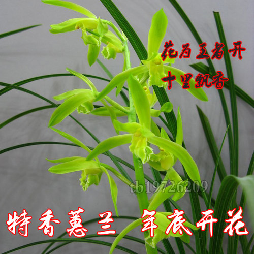 兰花 春兰 蕙兰牡丹奇花蝶花素心特浓香型绿植花卉盆栽四季常绿兰