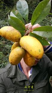 新鲜野果水果木通果野生木瓜罗牛藤果牛哈卵牛卵果坨九月瓜九月黄
