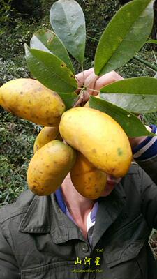 新鲜野果水果木通果罗木瓜