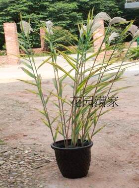 仿真绿植盆栽单枝大芦苇春秋色干花叶装饰博物馆植物园花园销售