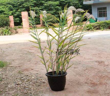 仿真绿植盆栽单枝大芦苇春秋色干花叶装饰博物馆植物园花园销售