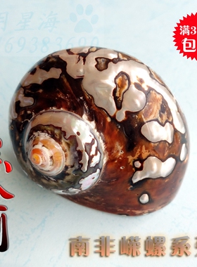 天然海螺贝壳南非嵘螺收藏标本螺送礼礼物创意家居装饰橱窗摆件