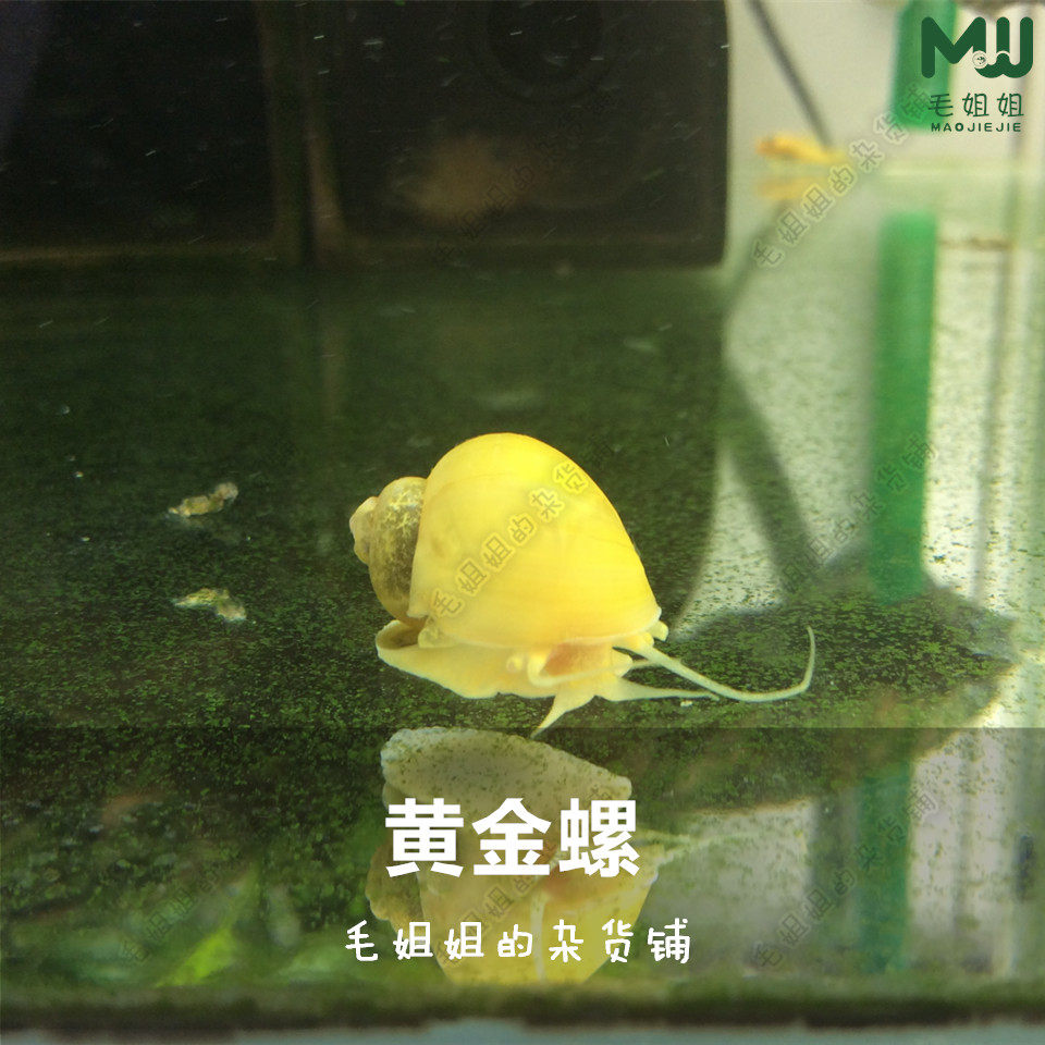 黄金螺 除藻螺宠物螺黄金螺活体观赏螺除苔水族活体吃草螺工具螺