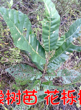 橡树苗栎柞花榴树苗魔法大仙杖新鲜花榴树枝叶橡树枝条养柞蚕食物