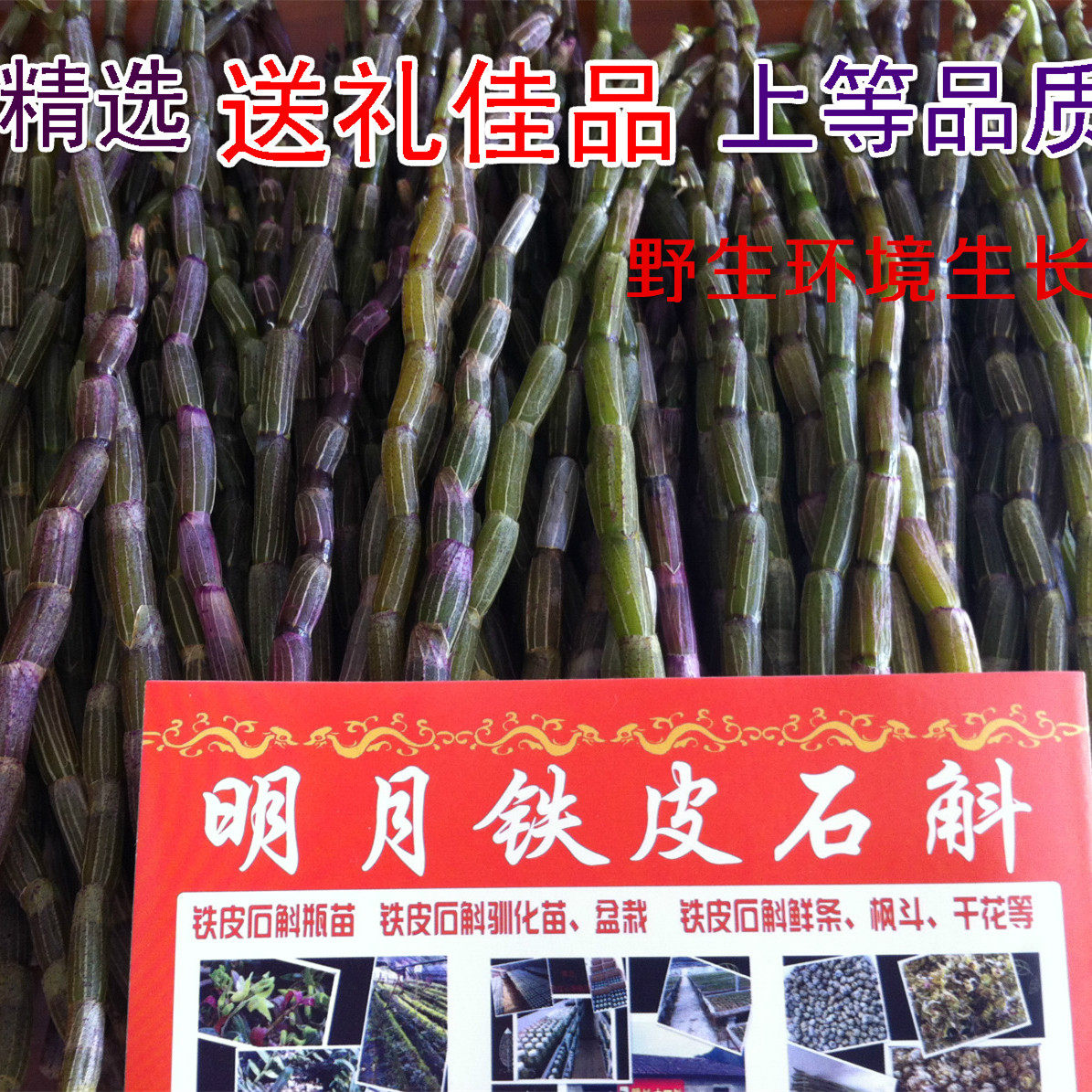 新鲜铁皮石斛鲜条不带叶食用雁荡山基地老条500g也外环境生长石斛