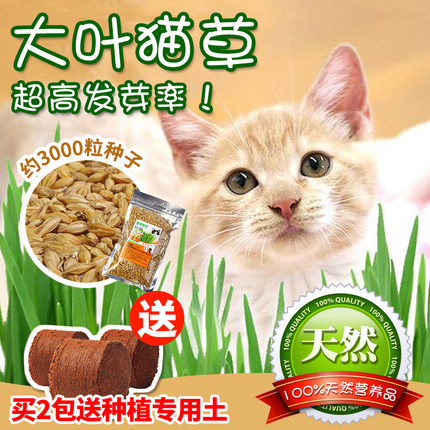 天然大叶猫草种子约3000粒 发芽率高 化毛保健猫宠物猫零食 包邮