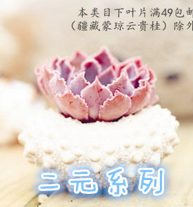 多肉叶片叶插进口贵货种子套餐