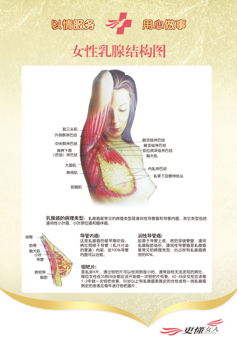 728海报印制展板写真喷绘贴纸373医院妇科乳腺结构图