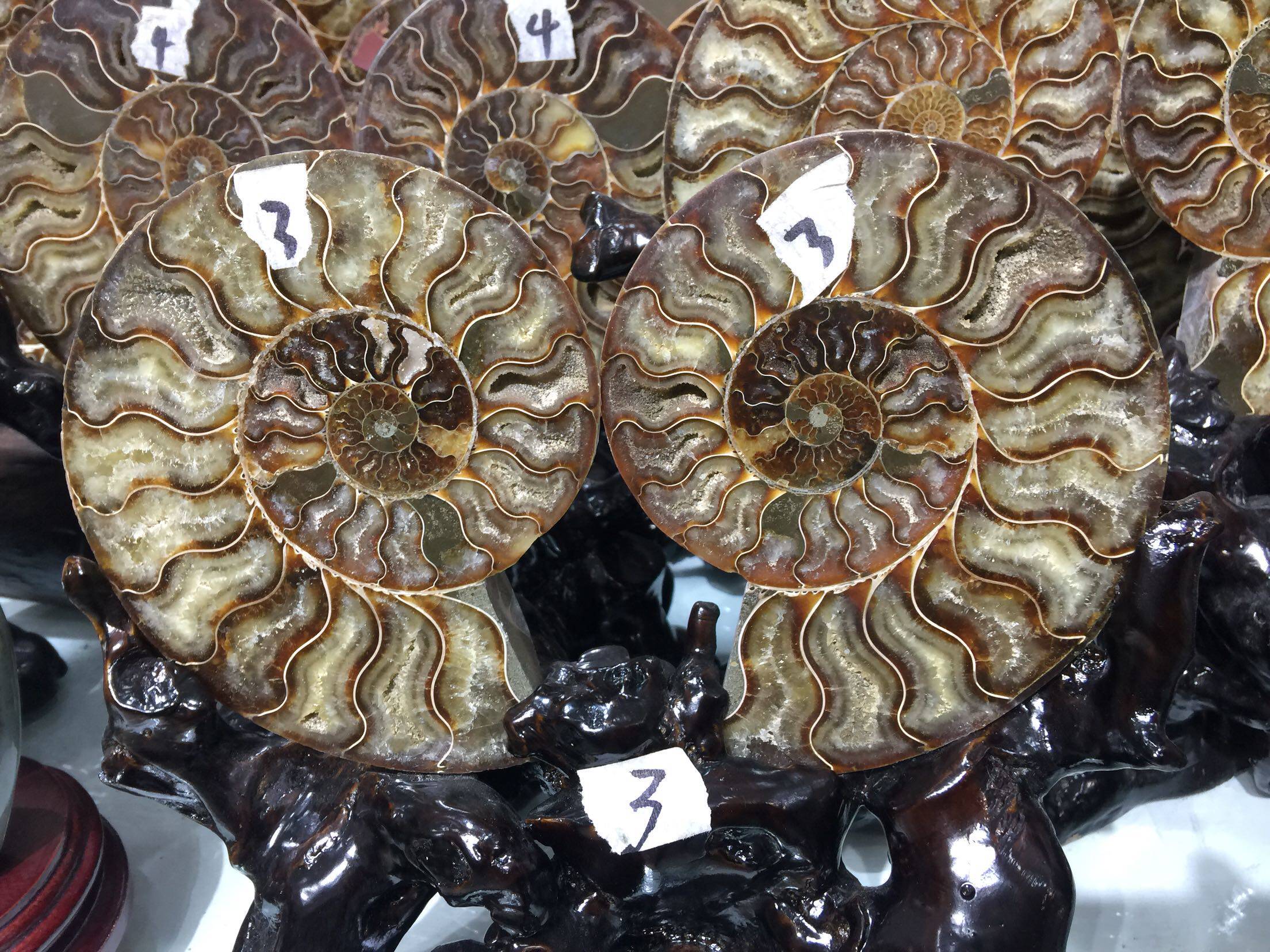 保真贝壳螺化石天然菊石发财螺化石马达加斯加开片螺切片螺
