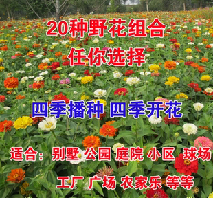 别墅庭院花种子多年生野花组合南北方花籽四季播易种草花包邮耐寒