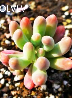 绿植乙女心桌面微型多肉植物
