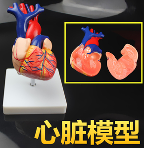 人体心脏结构展示模型心脏解剖模型医用教学讲解演示器材心内科