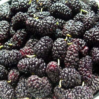 无水酵素蜂蜜酵素桑葚酵素农家酵素无添加买三瓶包邮