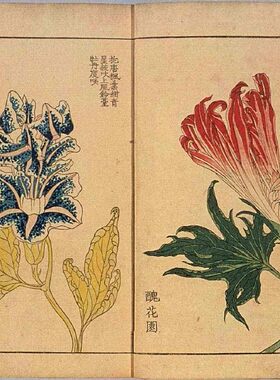 设计素材 1854年牵牛花图案 日本传统绘画 服部雪斋 26P JPG格式