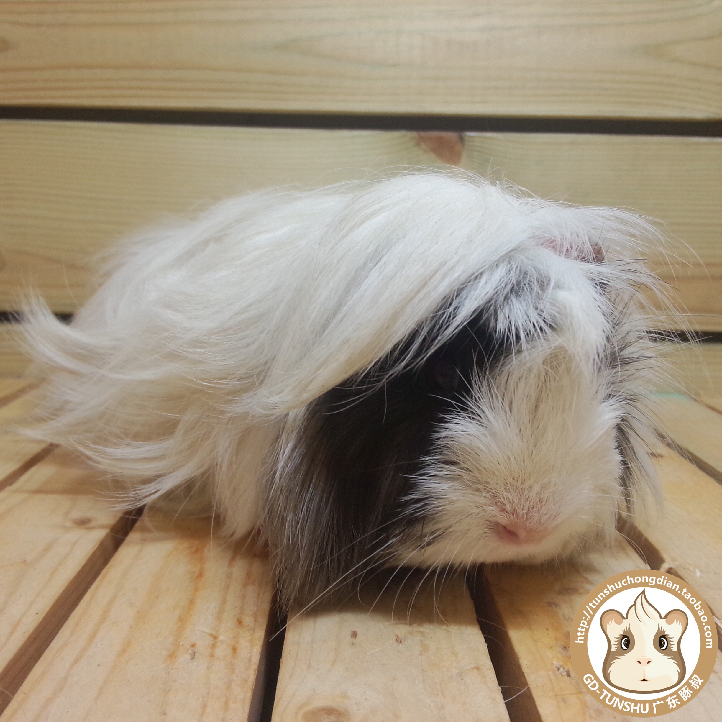包邮进口荷兰猪豚鼠活体宝宝/毛超细超软纯家养/黑白色长逆毛弟弟