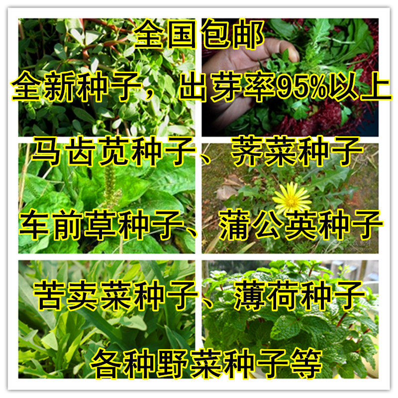 马齿苋野菜种子蔬菜婆婆丁蒲公英紫苏荠菜苦卖菜车前草薄荷种子