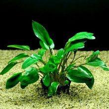 小红椒草迷你椒小青椒 渥克椒草水草满9.8包邮免运费水草