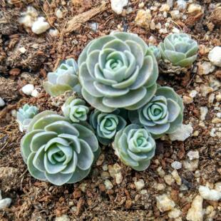 子持莲华玫瑰多肉植物品种大全多头垂吊型办公室客厅子持玫瑰美人