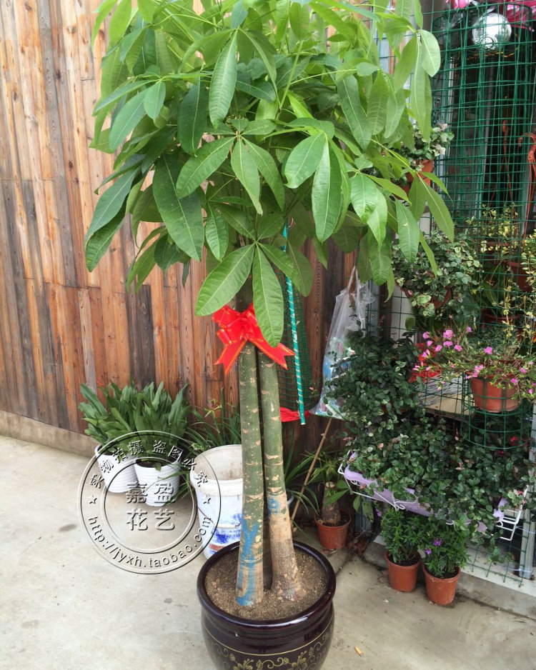 专送无锡-3杆发财树绿色盆景花卉盆栽植物开业庆典绿植吸甲醛