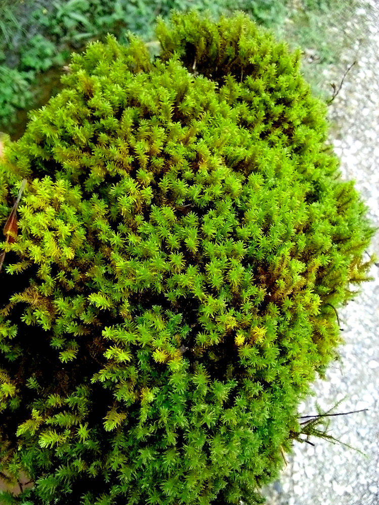 鲜活苔藓 微景观 室内喜阴花卉绿植 水陆生态缸热带雨林造景植物