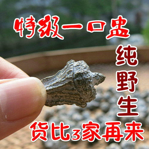 野生江西特级中药材包邮