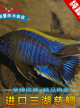 卢旺达孔雀鱼活体三湖慈鲷