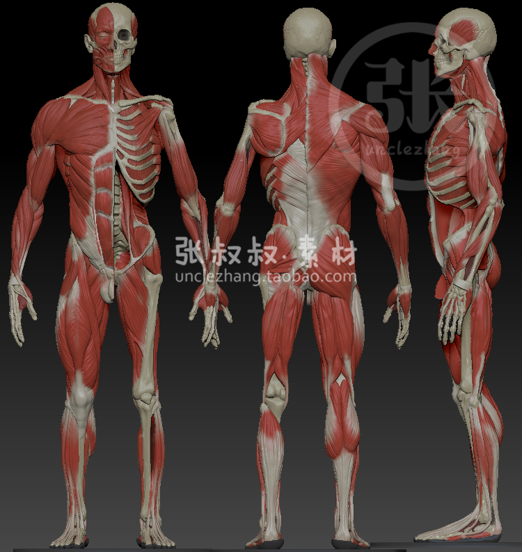 zbrush ztl格式 人体结构解剖骨骼肌肉模型参考素材 z4r7p3版本