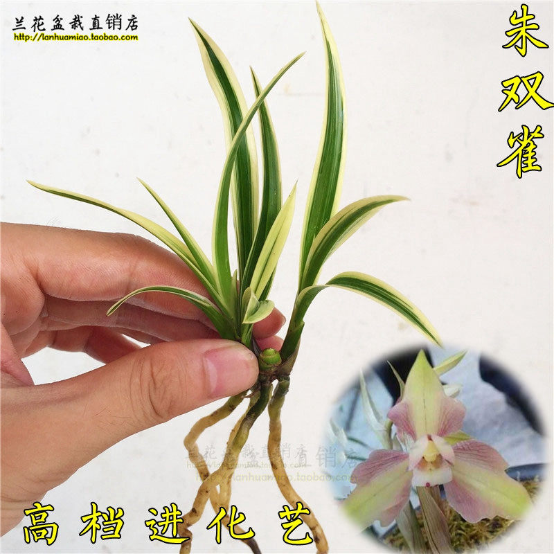 high-grade Rare Zhushuangque Cymbidium Four Seasons Portland Flower seedlings Easy to keep easy to survive Plants flowersin the Flower delivery/Flowers simulation/Plants gardening , Flowers/Potted plants (New) , Flowers  category - from Buy2taobao.com to provide professional Taobao agent buy service