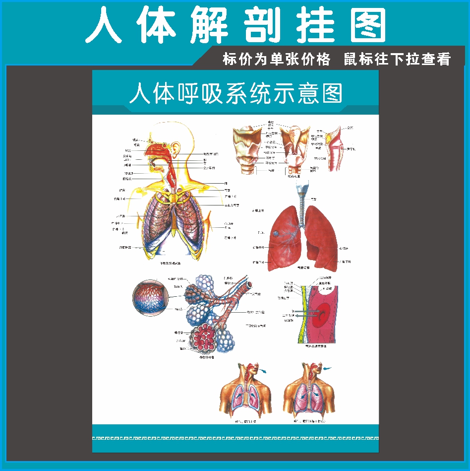 人体呼吸系统挂图示意图医学宣传挂图人体器官医院布置海报墙贴92